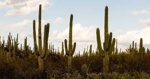 The stem is globose (fancy word for spherical. Saguaro Cactuses Are Under Threat Because Of Climate Change Washington Post