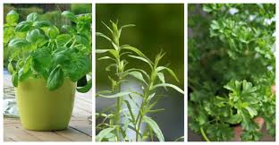 This popular indoor houseplant comes in various attractive varieties that are perfectly suitable for dish garden planting. Herbs For Kitchen Gardens My Top 10 Picks The Gardening Cook