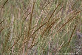 Image result for Eriochrysis