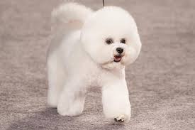 All the listed puppies for sale are ready to go to a new home and the bichon frise dogs are looking for a fresh start in life. Bichon Frise Dog Breed Information