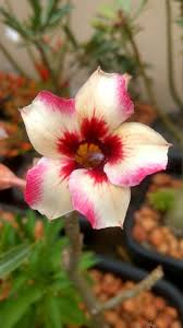 Pin De Ivan Julianto Em Rosa Do Deserto Adenium Obesum Rosa Do Deserto Suculentas Cultivo