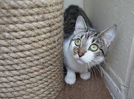 You're asking too much for the kitten. Cats Kitten Rehoming Adoption How It Works Rspca