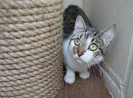 Find cats and kittens locally for sale or adoption in greater vancouver area : Cats Kitten Rehoming Adoption How It Works Rspca