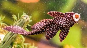 9 Jenis Ikan Hias Air Tawar Yang Bisa Dicampur