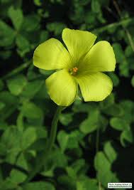 Image result for Oxalis pes-caprae