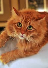 Long Haired Orange Cat With Green Eyes And Like Omg Get Some Yourself Some Pawtastic Adorable Cat Shirts Cat Socks And Other C Orange Cats Ginger Cats Cats
