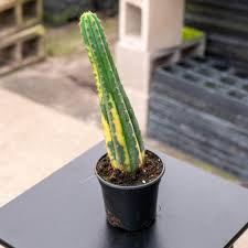 Image result for Myrtillocactus geometrizans