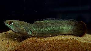 Channa Gachua Dwarf Snakehead Channa Limbata Ophicephalus Gachua Seriously Fish