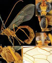 A pest in the house: The Nepalese Species Of The Genus Enicospilus Stephens 1835 Hymenoptera Ichneumonidae Ophioninae A Preliminary Revision And Identification Key To Species