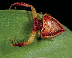So i was wondering what kind it is so i know it isnt. Meet The Families A Field Guide To Spiders Of Australia Csiroscope