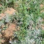 Image result for Lepidium bonariense