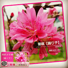 菊桃【四樹彩】 - 和×夢 nagomu farm