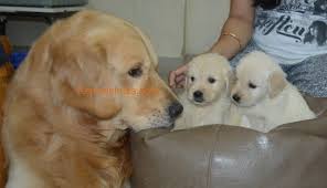 The low cost of breeding is approximately $15,828. Pure Breed Golden Retriever Puppy For Sale In Bangalore Karnataka