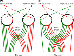 Visual Pathway An Overview Sciencedirect Topics