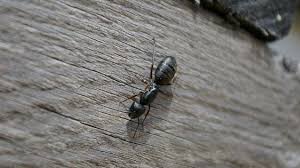 Karincalardan Dogal Yollarla Ve Hizli Nasil Kurtulunur Carpenter Ant Ants Ant Repellent