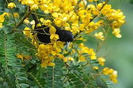 Image result for Cassia ferruginea