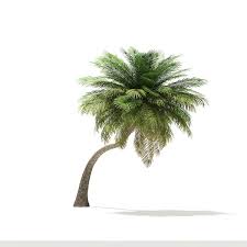 Coconut Palm Tree 3d Model 6 5m Coconut Palm Tree Coconut Palm Palm Trees