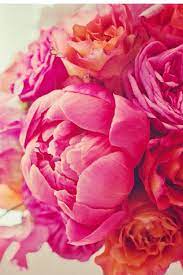 Fuchsia Hot Pink Orange Red Peonies Flowers Peonies Season Beautiful Flowers