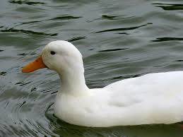 The pekin or white pekin is an american breed of domestic duck, raised primarily for meat. American Pekin Duck Duck White Water Bird Swimming Floating Pikist