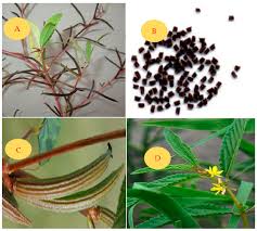 Image result for Corchorus aestuans