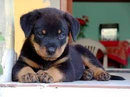 Please feel free to call about our upcoming litters. Rottweiler Rescues In Colorado