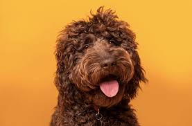 The labradoodle vs goldendoodle differences aren't as extreme as you might think. Labradoodle Vs Goldendoodle Which Breed Is Better