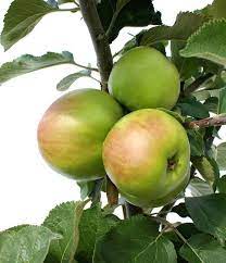 While these pests can slow tree growth and make your tree. Fruit Trees For Midwest Buy Trees Online Perfect Plants
