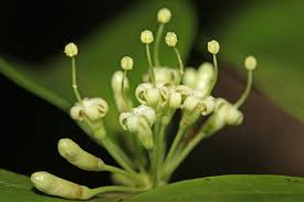 Image result for Psydrax