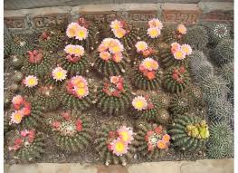 Menu & reservations make reservations. Pineview Nursery India Tourism Himachal Tourism Kalimpong Toursim