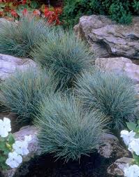 Hgtvremodels' landscaping planning guide and hgtv.com tips for selecting and grouping related to: Festuca Glauica Blaues Ziergras Im Steingarten Small Front Yard Landscaping Landscape Design Backyard Landscaping