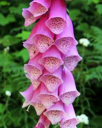 Image result for Digitalis purpurea