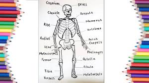 Here are the proper names for each part. How To Draw Human Skeleton With The Names Of Its Parts Youtube