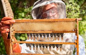 Image result for Queen bee