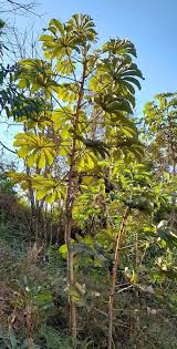 Image result for Cecropia pachystachya