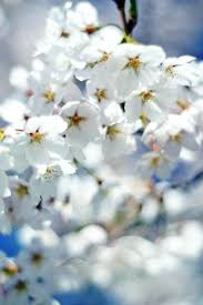 Check spelling or type a new query. 100 Flowering Trees Shrubs Ideas Flowering Trees Trees And Shrubs Shrubs