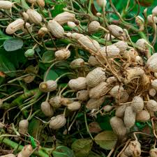Transplant peanut plant seedlings to the garden when the soil warms to between 60 and 70 degrees. Peanuts Plant Care Growing Guide
