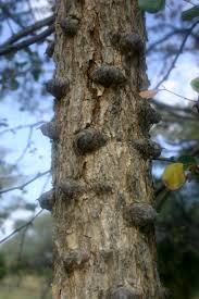Image result for Acacia nigrescens