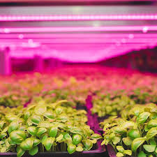 Check spelling or type a new query. Skyscraper Farming In The Uae Less Water More Food Business Gulf News
