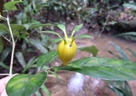 Image result for Heinsia