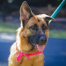 German Shepherd Rescue Of Orange County 61 Photos 111 Reviews Pets Newport Beach Ca Phone Number