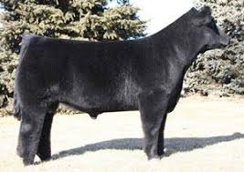GEF DIRTY HARRY • Cattle Visions • Premier Multi-Breed Online Semen  Distributor