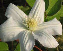 This plant has received the royal horticultural society's award of garden merit. Clematis Marie Boisselot Taylors Clematis
