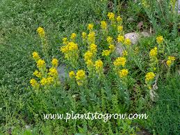 Image result for Cyphia erecta