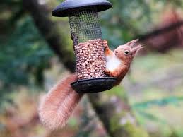 I mean, its logical right? A Guide To What Squirrels Eat Lovethegarden