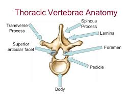 There are 12 thoracic vertebrae in humans, and these bones increase in size as you move down the body. Thoracic Vertebrae Anatomy Thoracic Vertebrae Thoracic Anatomy