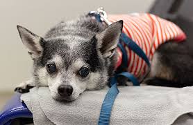 What to feed dog when throwing up. Cerenia Zoetis Petcare