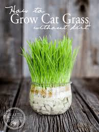 I'm trying to grow some cat grass (wheat, barley) inside. How To Grow Cat Grass Without Dirt Health Starts In The Kitchen