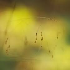 Image result for Bulbostylis densa