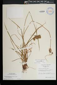 Image result for Pycreus sp.no.1