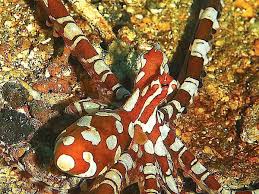 What also makes this animal different from its relatives is its particular skill. Wonderpus And Mimic Octopus Facts Fascinating Mollusks Owlcation